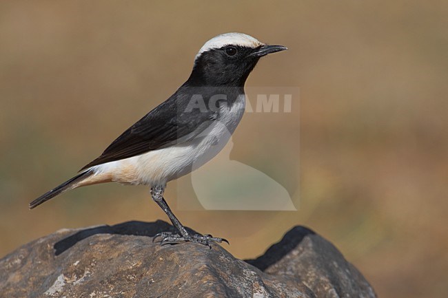 Mannetje Arabische Tapuit; Male South Arabian Wheatear stock-image by Agami/Daniele Occhiato,