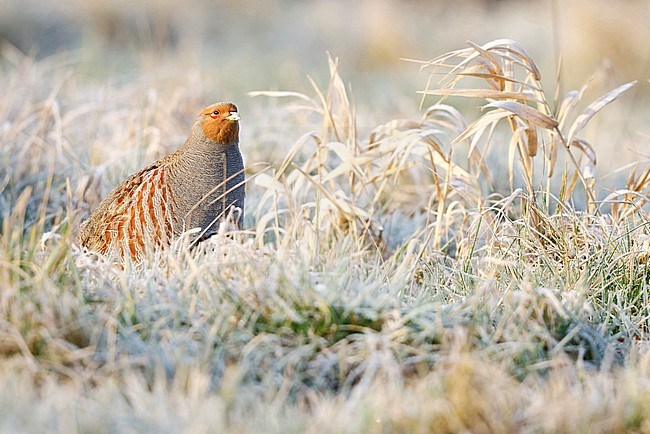 wintering Grey partridge; stock-image by Agami/Chris van Rijswijk,