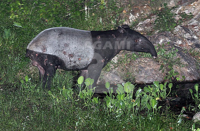 Malayan or Sunda tapir (Tapirus indicus) at night in the jungle stock-image by Agami/James Eaton,