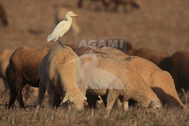 Koereiger tussen schapen; Cattle Egret amongst sheep stock-image by Agami/Jacques van der Neut,