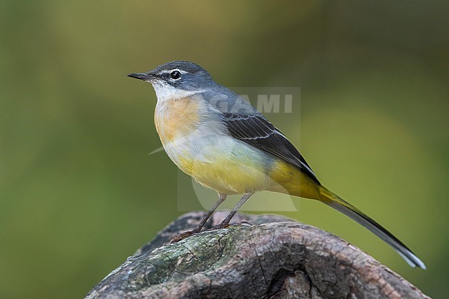 Grey Wagtail (Motacilla cinerea) adult perched on a rock stock-image by Agami/Daniele Occhiato,
