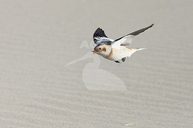 A Snow Bunting is seen flying over a clear sand background. stock-image by Agami/Jacob Garvelink,