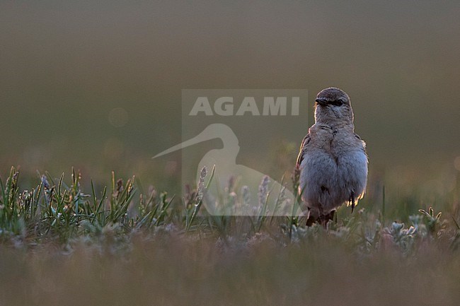 Isabelline Wheatear, Oenanthe isabellina, Russia (Baikal), adult. stock-image by Agami/Ralph Martin,