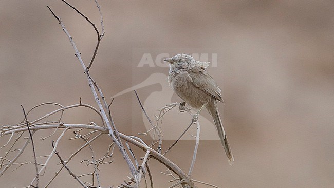 Side view of an adult Arabian Babbler (Argya squamiceps) on a branch. Israel, Asia stock-image by Agami/Markku Rantala,