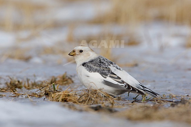 Low angle view; Laag standpunt stock-image by Agami/Arie Ouwerkerk,