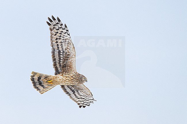 Blauwe Kiekendief, Hen Harrier, Circus cyaneus stock-image by Agami/Menno van Duijn,