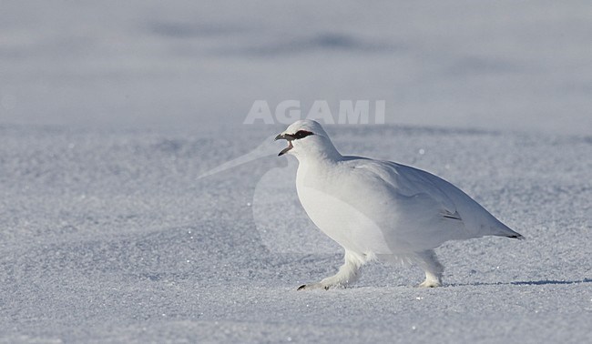 Mannetje Alpensneeuwhoen roepend in de sneeuw, Male Rock Ptarmigan calling in the snow stock-image by Agami/Markus Varesvuo,