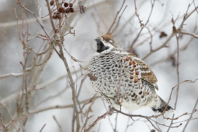 Mannetje Hazelhoen in besneeuwde struik, Male Hazel Grouse in snow covered scrub stock-image by Agami/Markus Varesvuo,