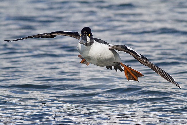 Common Goldeneye (Bucephala clangula) flying in Victoria, BC, Canada. stock-image by Agami/Glenn Bartley,