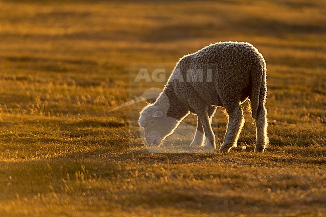 A lamb, Ovis aries, in a meadow at sunset. Pebble Island, Falkland Islands stock-image by Agami/Sergio Pitamitz,