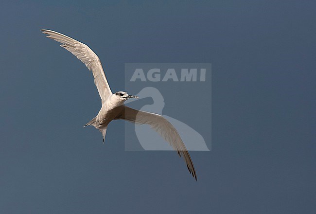 Sandwich Tern (Thalasseus sandvicensis) along the North sea coast during autumn migration in the Netherlands. stock-image by Agami/Marc Guyt,