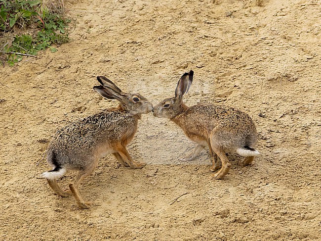 European Hares (Lepus europaeus) kissing on sandy hill in Hungary. stock-image by Agami/Marc Guyt,