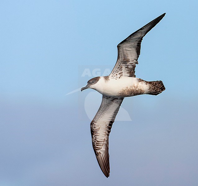 Great Shearwater (Ardenna gravis) south of Tristan da Cunha in South Atlantic ocean. Formaly Puffinus gravis. stock-image by Agami/Marc Guyt,