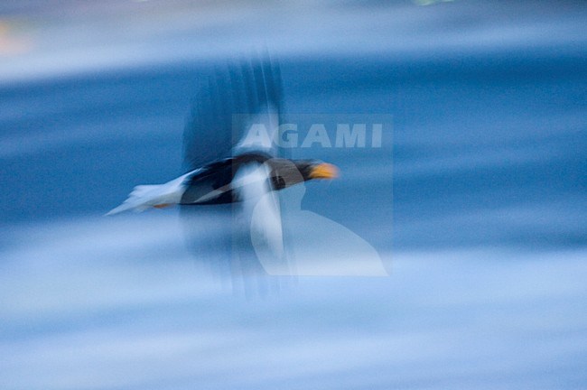 manual updated stock-image by Agami/Marc Guyt,