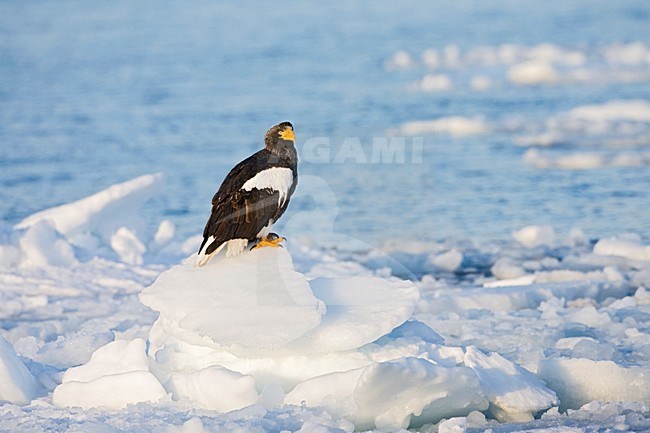 Steller-zeearend, Stellers Sea-eagle, Haliaeetus pelagicus stock-image by Agami/Marc Guyt,