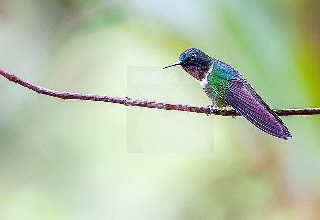 Amethyst-throated Sunangel (Heliangelus amethysticollis laticlavius) perched on a twig in upper subtropical cloudforest in Tapichalaca reserve in southern Ecuador. stock-image by Agami/Marc Guyt,