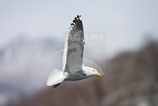 Kamtsjatkameeuw volwassen vliegend; Slaty-backed Gull adult flying stock-image by Agami/Marc Guyt,