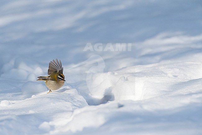 Wintering Firecrest, Regulus ignicapipllus, in Warmond, Netherlands. Foraging in the snow. stock-image by Agami/Marc Guyt,