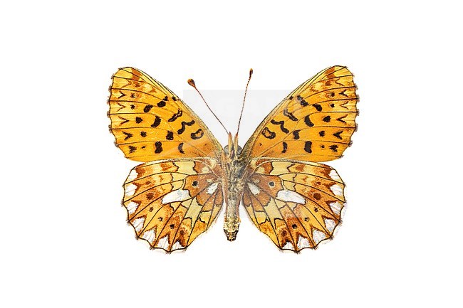 Pearl-bordered Fritillary, Zilvervlek, Boloria euphrosyne stock-image by Agami/Wil Leurs,