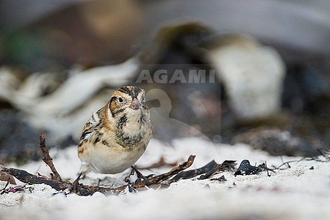 Lapland Bunting (Calcarius lapponicus lapponicus), also known as Lapland Longspur, foraging on a beach in Germany during autumn. stock-image by Agami/Ralph Martin,