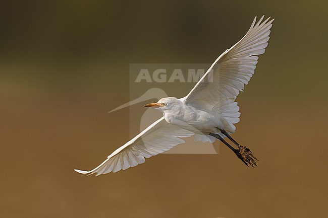 Cattle Egret (Bubulcus ibis) in Italy. stock-image by Agami/Daniele Occhiato,