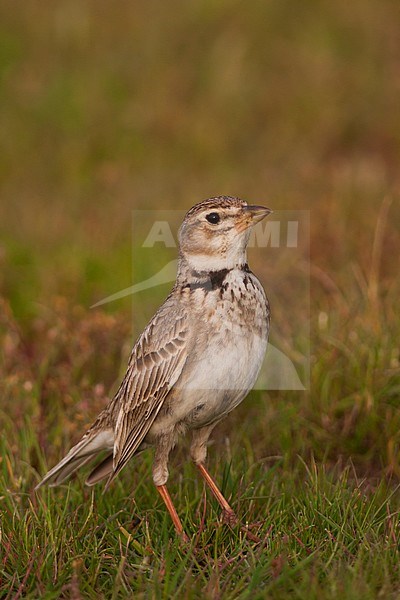 Calandra Lark (Melanocorypha calandra ssp. hebraica); Turkey, adult stock-image by Agami/Ralph Martin,