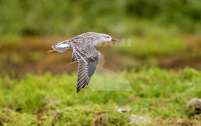 Immature winter plumage Ruff flying over Cabo da Praia, Terceira, Azores. October 2017. stock-image by Agami/Vincent Legrand,