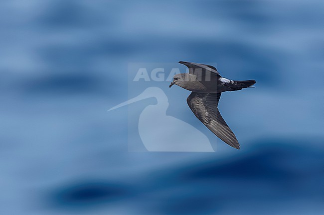 Leach´s Storm Petrel (Oceanodroma leucorhoa) flying at sea off Corvo, Azores, Portugal. stock-image by Agami/Vincent Legrand,