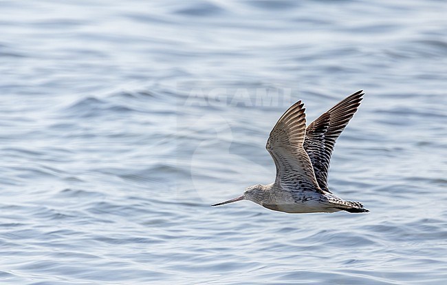 Bar-tailed Godwit (Limosa lapponica) winter in flight stock-image by Agami/Roy de Haas,