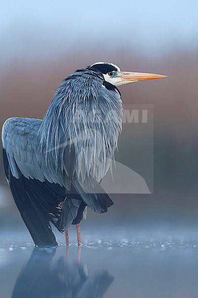 Grey Heron, Ardea cinerea, during spring in wetland in Hungary. stock-image by Agami/Marc Guyt,