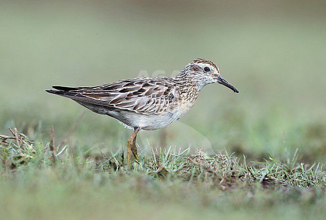 Wintering Sharp-tailed Sandpiper (Calidris acuminata) in Lake Moondarra, Queensland, Australia. stock-image by Agami/Aurélien Audevard,