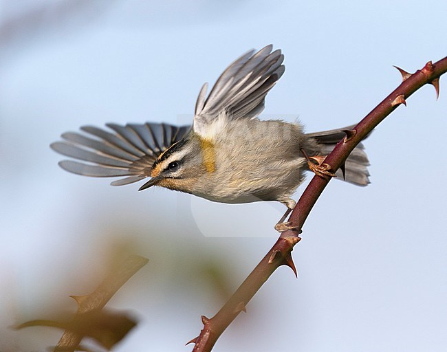 Adult Firecrest (Regulus ignicapilla) perched on a twig in England. Taking off from a bramble, showing under wings. stock-image by Agami/Pete Morris,