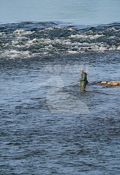 Angler Fly Fishing in the fast flowing river of the Grensmaas, Maas near Meers stock-image by Agami/Ran Schols,