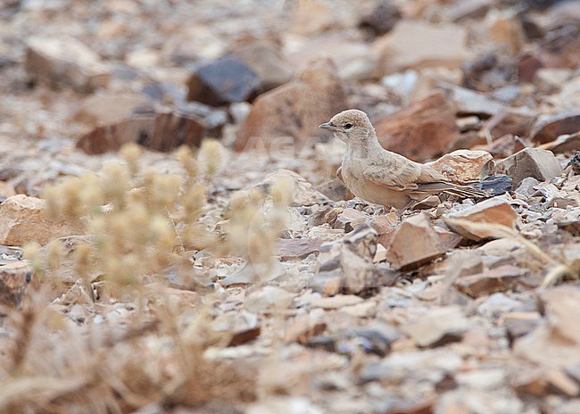 Immature Bar-tailed Lark, Ammomanes cincrura, in the Arava valley, southern Negev desert, in Israel. stock-image by Agami/Marc Guyt,