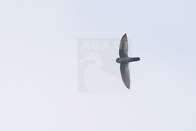 Uniform Swiftlet (Aerodramus vanikorensis)  in flight in Papua New Guinea stock-image by Agami/Dubi Shapiro,