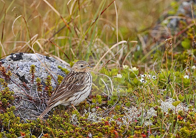 Red-Throated Pipit, Anthus cervinus stock-image by Agami/Jari Peltomäki,