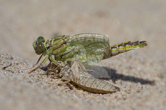 Uitsluipende Rivierrombout; Emerging Yellow-legged Clubtail stock-image by Agami/Arie Ouwerkerk,