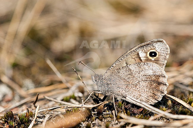 Kleine heivlinder / Tree Grayling (Hipparchia statilinus) stock-image by Agami/Wil Leurs,