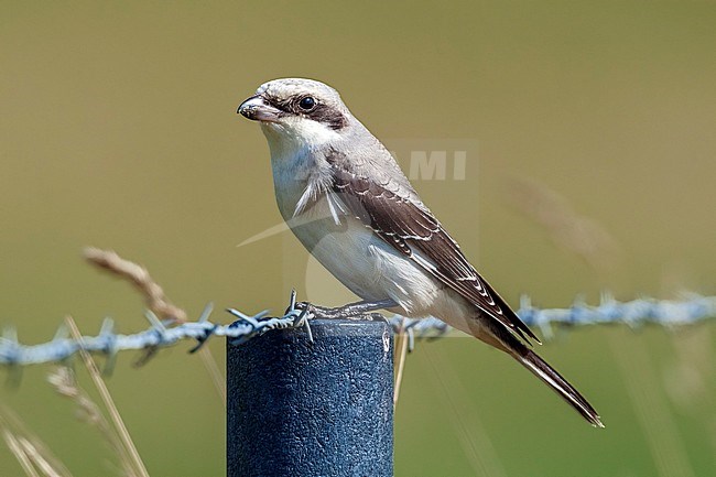 Immature Lesser Grey Shrike perched in a field in Othée, Belgium. August 29, 2009. stock-image by Agami/Vincent Legrand,