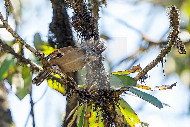 Hoary-throated Barwing (Actinodura nipalensis) in Nepal. stock-image by Agami/Dani Lopez-Velasco,