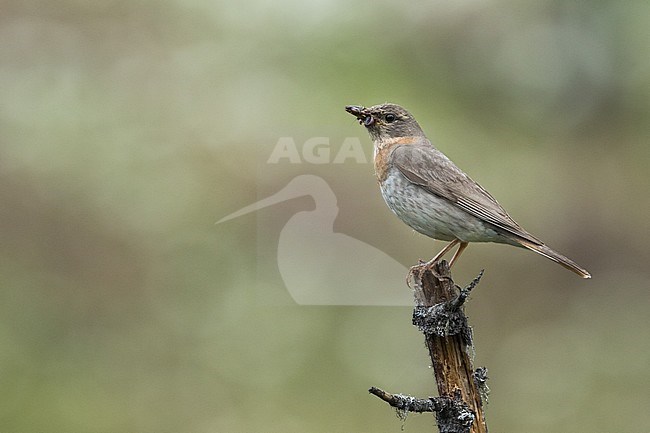 Adult female Red-throated Thrush (Turdus ruficollis) in Russia (Baikal). stock-image by Agami/Ralph Martin,
