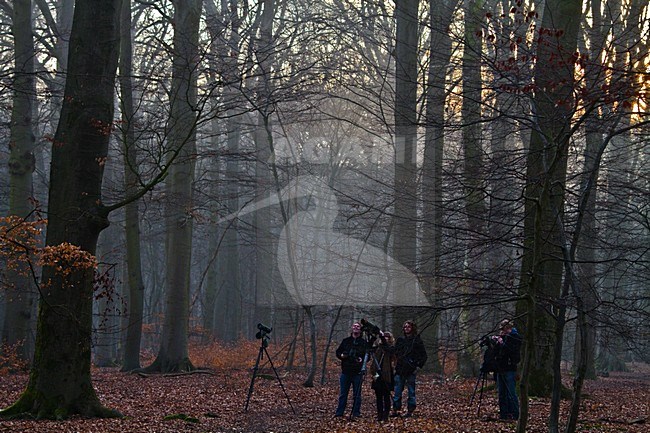 Vogelaars in het bos; Birdwatchers in a forest stock-image by Agami/Menno van Duijn,