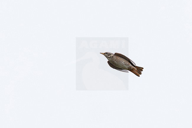 adult female or second year male naumann's thrush (turdus naumanni) in flight, found in Dornod Aimag in Mongolia stock-image by Agami/Mathias Putze,