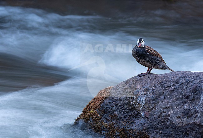 Male Torrent Duck (Merganetta armata turneri) (subspecies) perched on a rock in the river in Cusco, Peru, South-America. stock-image by Agami/Steve Sánchez,