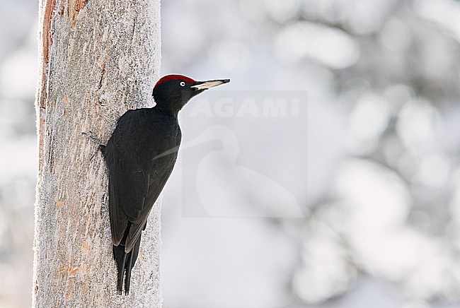 Black Woodpecker male (Dryocopus martius) Kuusamo Finland february 2018. stock-image by Agami/Markus Varesvuo,