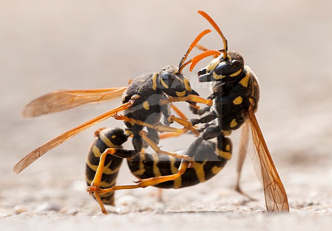 Vechtende Veldwespen, Fighting Paper wasps stock-image by Agami/Rob de Jong,