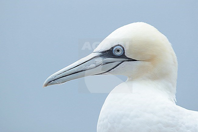 Portrait of an adult Northern Gannet (Morus bassanus) at Helgoland in Germany. Picture was made after the great Avian Influenza outbreak in 2022. The bird shows the typical clear grey eyes of an healthy individual. stock-image by Agami/Mathias Putze,