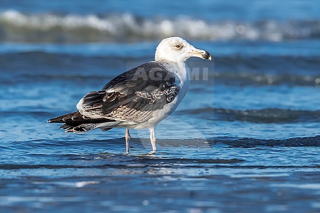3rd-winter Great Black-backed Gull (Larus marinus) sitting on the shore, Nieuwpoort, West Flanders, Belgium. stock-image by Agami/Vincent Legrand,