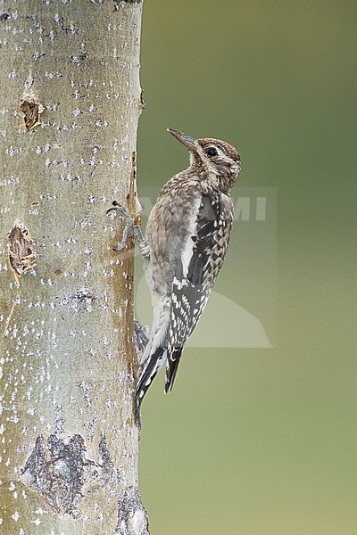 Immature Yellow-bellied Sapsucker (Sphyrapicus varius)
Kern Co., California, USA
October 2002 stock-image by Agami/Brian E Small,