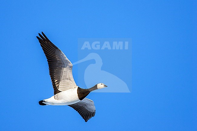 Brandgans in de vlucht; Barnacle Goose in flight stock-image by Agami/Menno van Duijn,